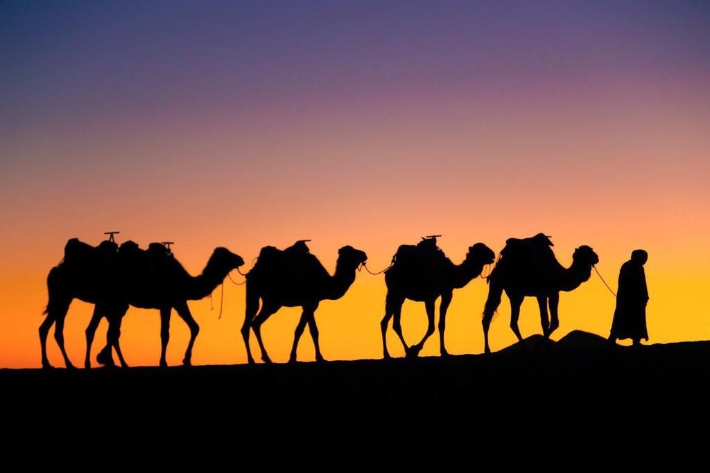 Caravana de dromedarios al atardecer