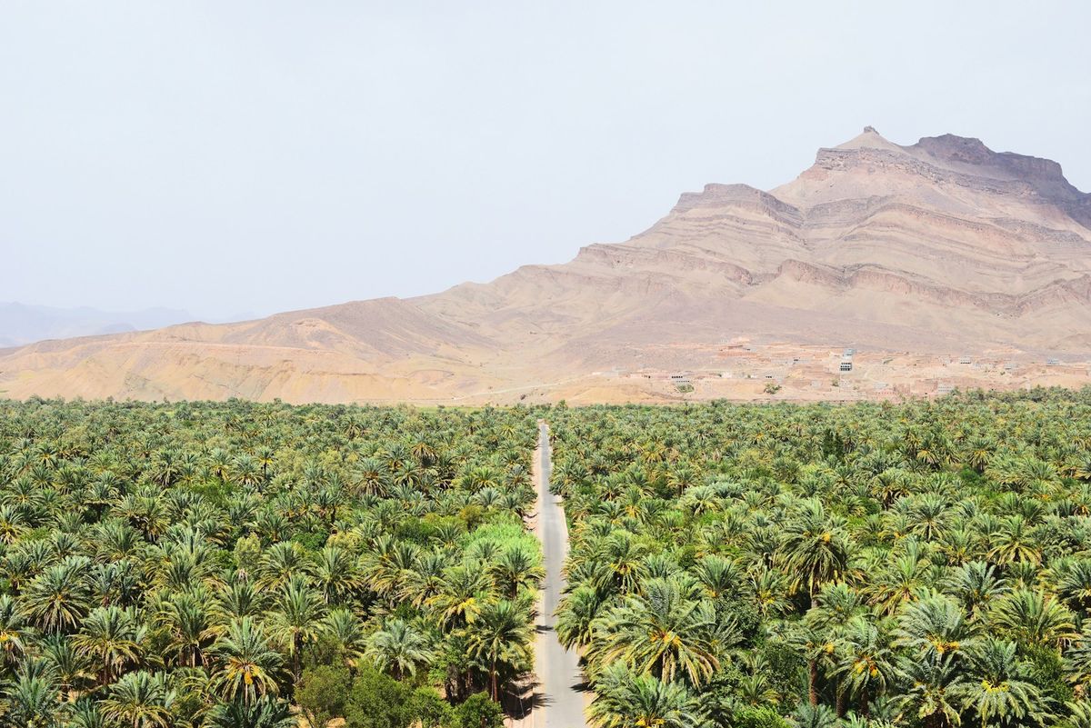 Palmeral del valle del Draa cerca de Agdz
